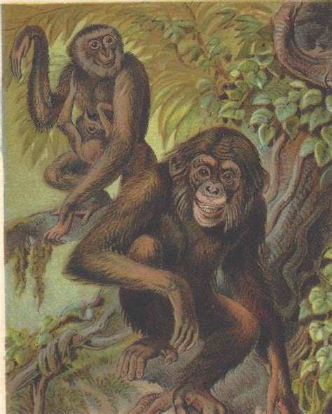 1880 Antique Primate Gorilla Original Lithograph Book Plate Etsy