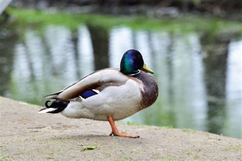 El pato rouen es un ave de corral de alto reputación en francia, de donde es originario, a través de un cruce del pato colvert y el pato común. Rouen duck vs mallard | pato Rouen — Foto de stock ...
