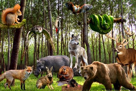 All Animals Together In Forest Amazing Wallpapers