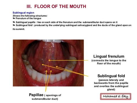 oral cavity palate pharynx