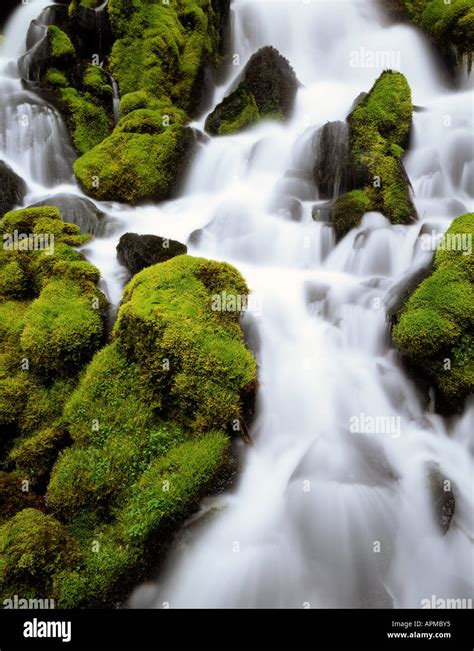 Oregons Clearwater Falls Cascades Through The Umpqua National Forest