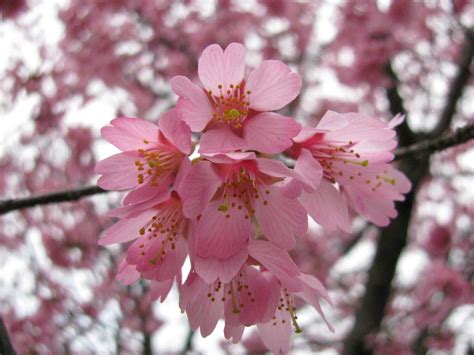 Blooming Pink Cherry Blossom Pink Color Wallpaper