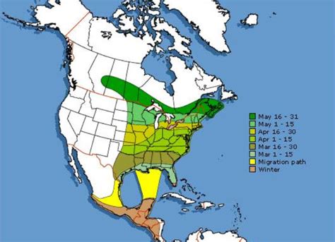 Hummingbird Migration Map 2023 Sightings And Patterns 2023