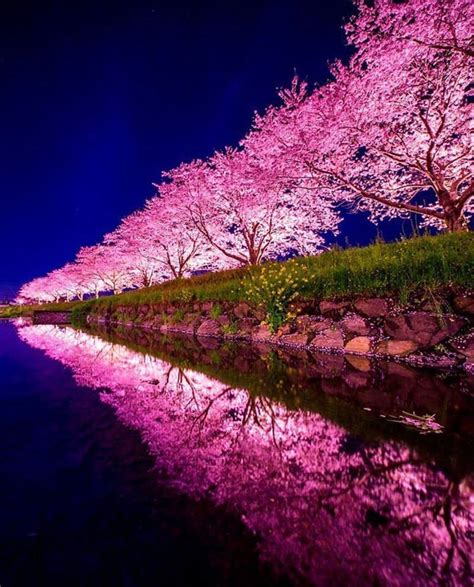 Purple Trees Sakura In Japan 775x960 Rexposureporn