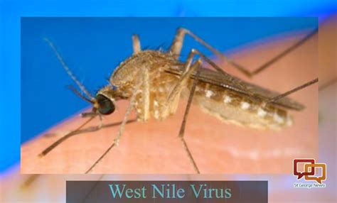 First 2 Human Cases Of West Nile Virus In 2017 Reported In Utah St