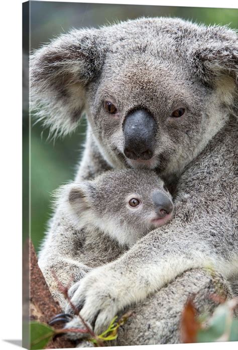 Koala Mother Holding Eight Month Old Joey Queensland Australia Wall