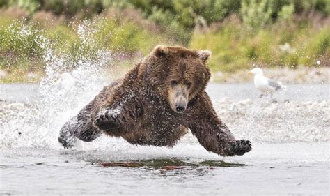 Grizzly Bear In Alaska Floats To Catch A Salmon Supper Nature News