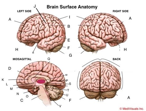 Neuroanatomy Diagram Quizlet