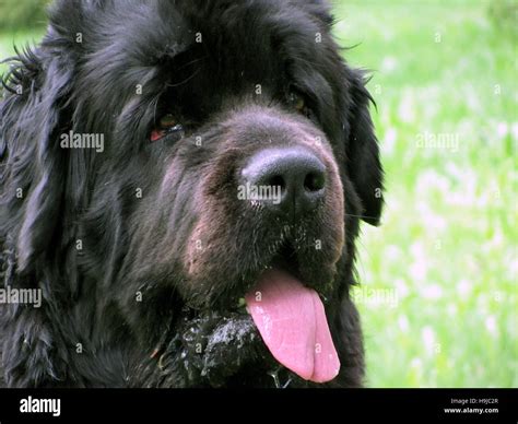 Portrait Of Newfoundland Dog Stock Photo Alamy