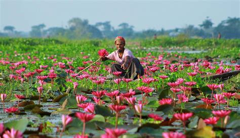 Bangladesh Travel Dhaka Bangladesh Lily Seeds Village Photos