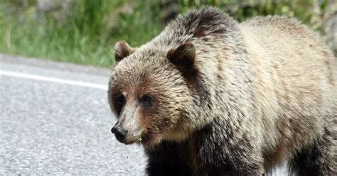 Protect Yellowstones Grizzly Bears