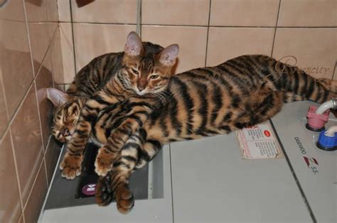 Toyger Information Health Pictures And Training Pet Paw Toyger Cat Cats Toyger Kitten