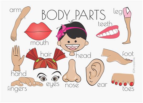 Clip Art Cartoon Body Part Flash Cards Parts Of The Body Printable