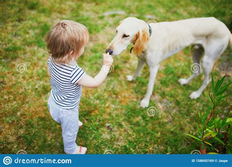 Adorable Toddler Girl Feeding A Dog Stock Image Image Of Canine