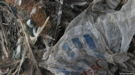 The Animals That Are Being Harmed By Plastic Bags Bbc Newsbeat