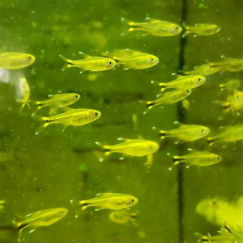 Silver Tipped Tetra Live Fish And Tropical Pets