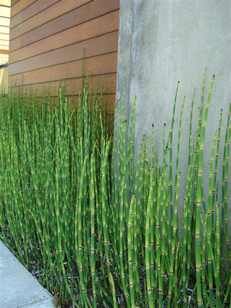 Water Rush Bamboo Equisetum Hyemale Very Full Pot Urban Tropicals