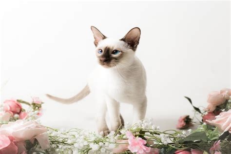 Chocolate Point Siamese Facts Origin And History With Pictures Hepper