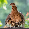 Beautiful photo of mother hen protecting chicks from the rain captured ...