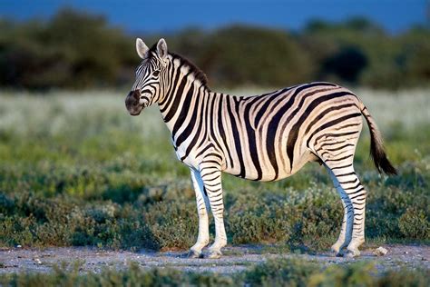 Pin By Teresita Calero On Travel Africa And India Plains Zebra