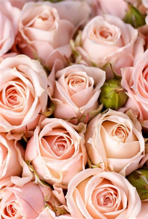 Aesthetic Pink Roses Wallpapers Wallpaper Cave