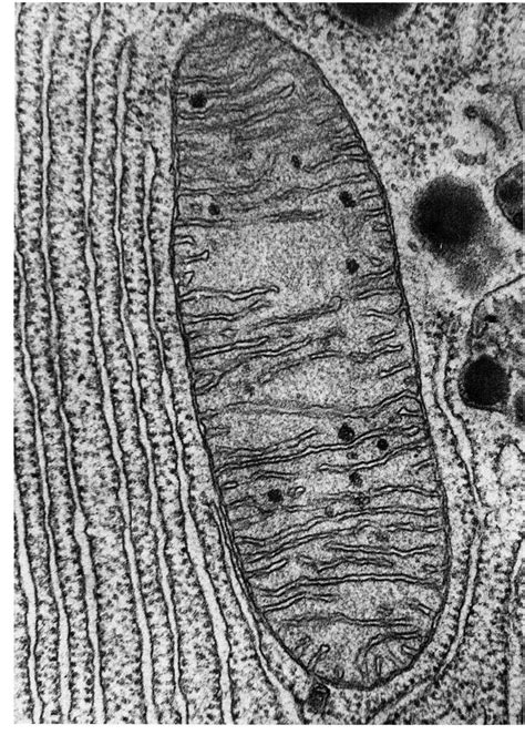 Animal Cell Electron Microscope Stevie Schuler