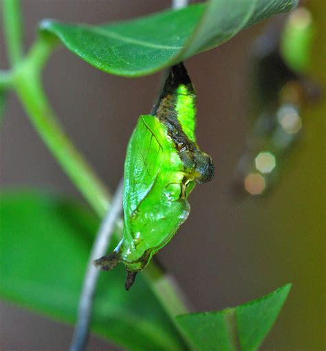 Butterfly Islands White Admiral Pupa