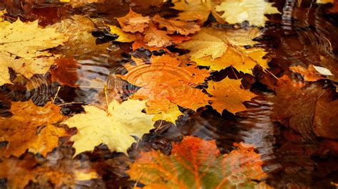 Download 2560x1440 Fall Maple Leaves On Water Wallpaper