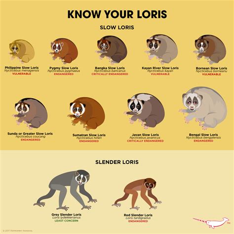 Slow Loris Duke Lemur Center