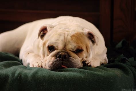 This is not a breed for. Common Health Issues in English Bulldogs