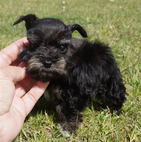 The akc does not have a different size category within the miniature schnauzers, therefore all will be. Teacup, Toy and Miniature Schnauzer Puppies for Sale