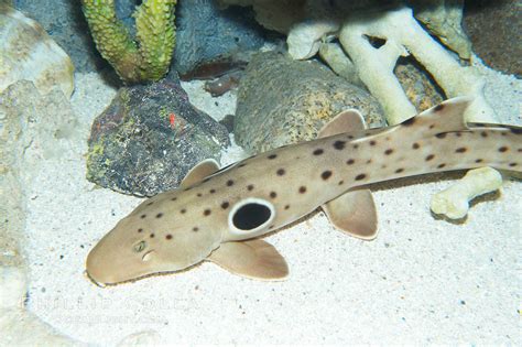 Epaulette Shark Hemiscyllium Ocellatum Photo 14960