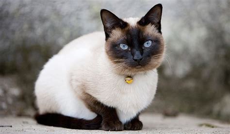 14 Tips To Determine If A Siamese Cat Is Right For You Petpress