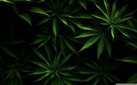 Hd Weed Wallpapers Wallpaper Cave