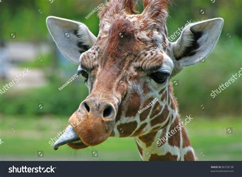 Mar 30, 2021 · this b&w giraffe photograph is showing the animal sticking out its long tongue in a funny way. Giraffe Sticking Out Tongue Stock Photo 86728138 ...