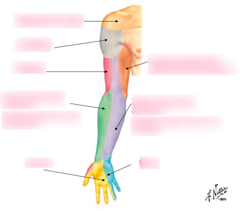 L Cutaneous Innervation Of Upper Limb Diagram Quizlet