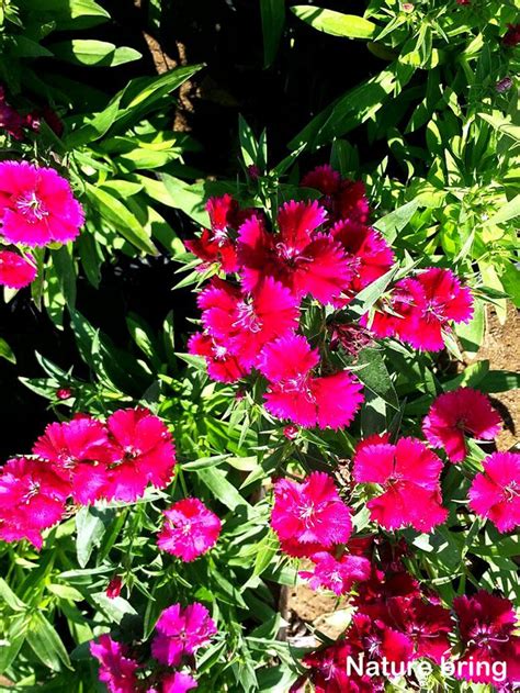 How To Grow Carnation Flower Growing Dianthus Flower In Pots