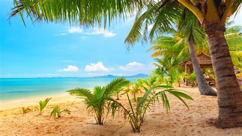 Sand Sea Palm Trees Summer Beach Sun Wallpaper 3200x1800 429431