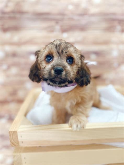 All about puppies is a family owned, run, and oriented, top of the line, puppy store that was founded in. All About Puppies in Tampa Florida added... - All About Puppies in Tampa Florida | Facebook