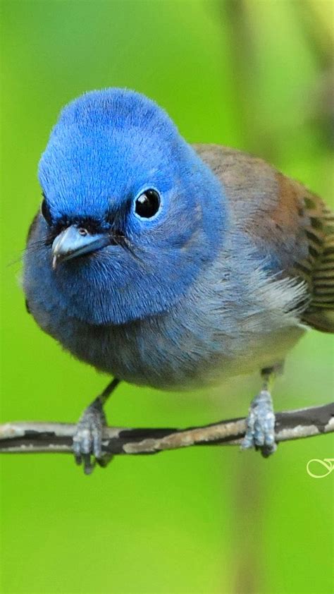 Blue Exotic Bird Best Htc One Wallpapers Free And Easy