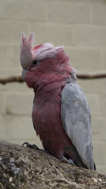 50 Free Pink Parrot And Galah Images Pixabay