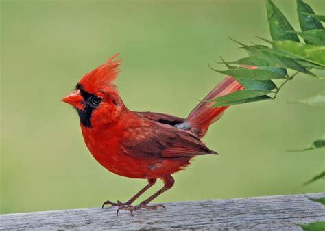 Cute Cardinal Wild Birds Wild Animal And Birds