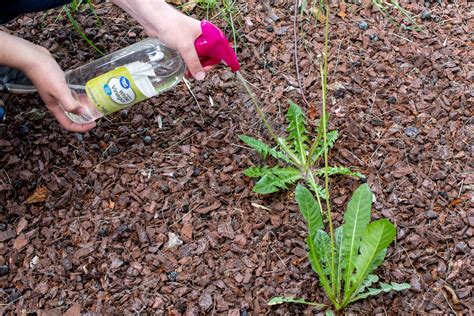 When resolving issues with pests in or around your home, you need reliable pest control supplies. 10 Homemade Weed Killers That Actually Work - The Krazy Coupon Lady