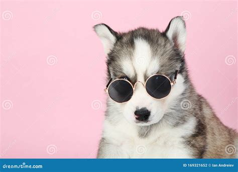 Husky Puppy In Sunglasses Stock Photo Image Of Mammal 169321652