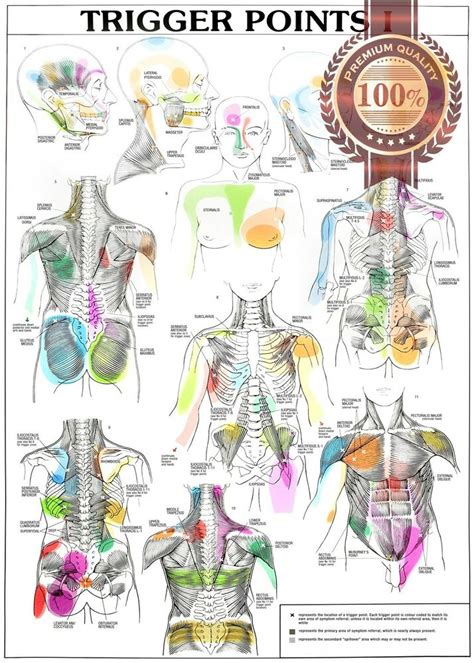 New Trigger Points 1 One I Anatomical Diagram Chart