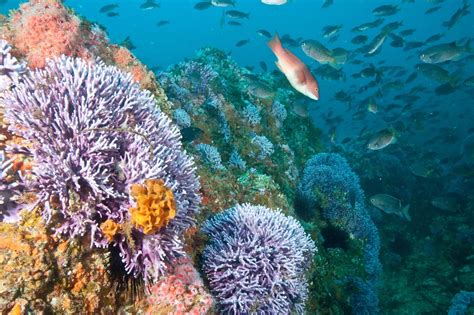 The Most Surprising Things We Still Dont Know About The Ocean