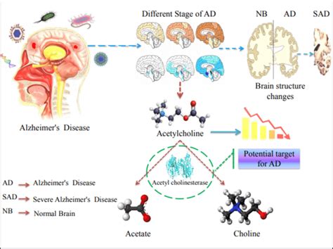 Overview Of Alzheimer S Disease Ad Acetylcholinesterase Ache Is Download Scientific