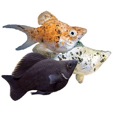 Maybe you would like to learn more about one of these? Balloon Belly Molly | fish Goldfish, Betta & More | PetSmart