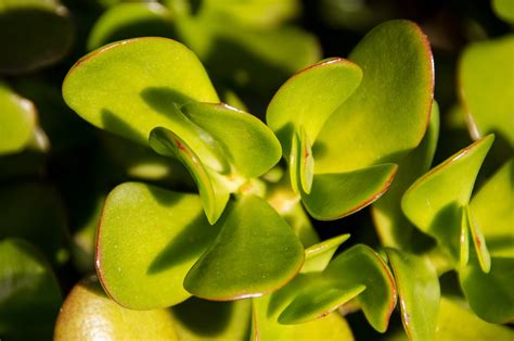 Jade plants are beautiful and easy to care for, making them a great houseplant for beginner and expert gardeners alike. 6 Easy-to-Grow Indoor Succulents | Espoma