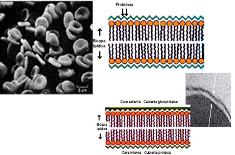 Biologia Celular Y Molecular Ug Modelos De La Membrana Celular